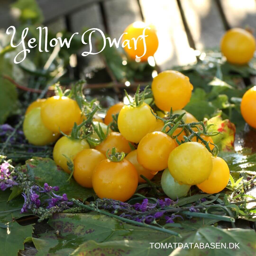 Yellow Dwarf